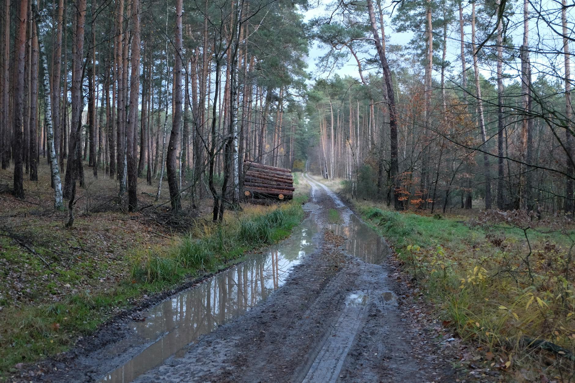 Osoba sadząca młodą roślinę w ogrodzie w Pile, w tle budząca się do życia zieleń.